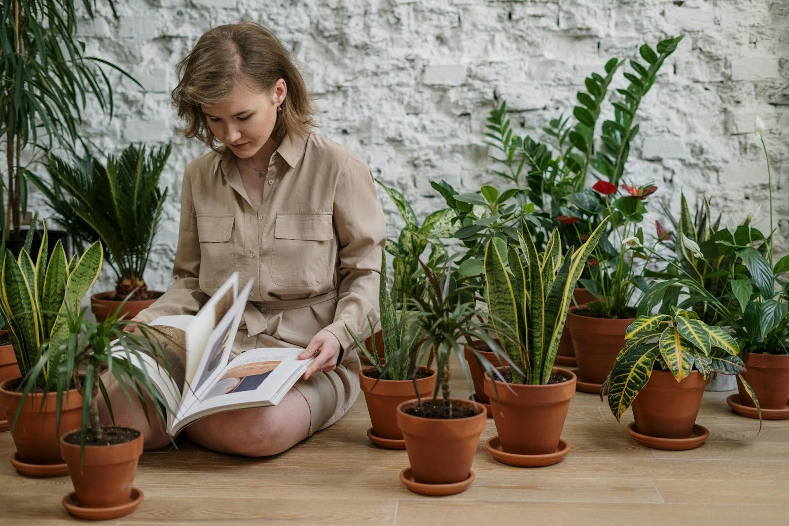 How to Move Your Plants Safely