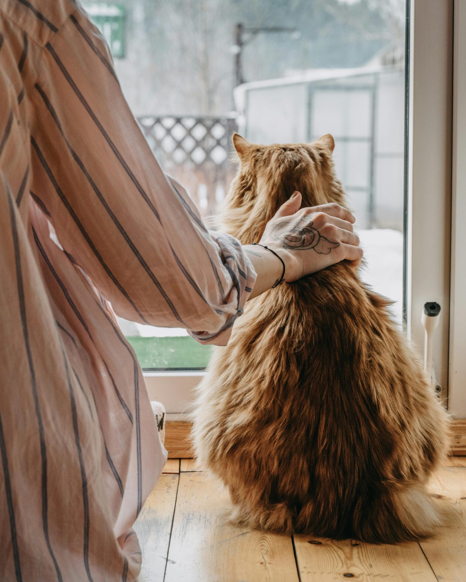 Moving with Pets to Reston, Virginia: Tips for a Smooth Transition