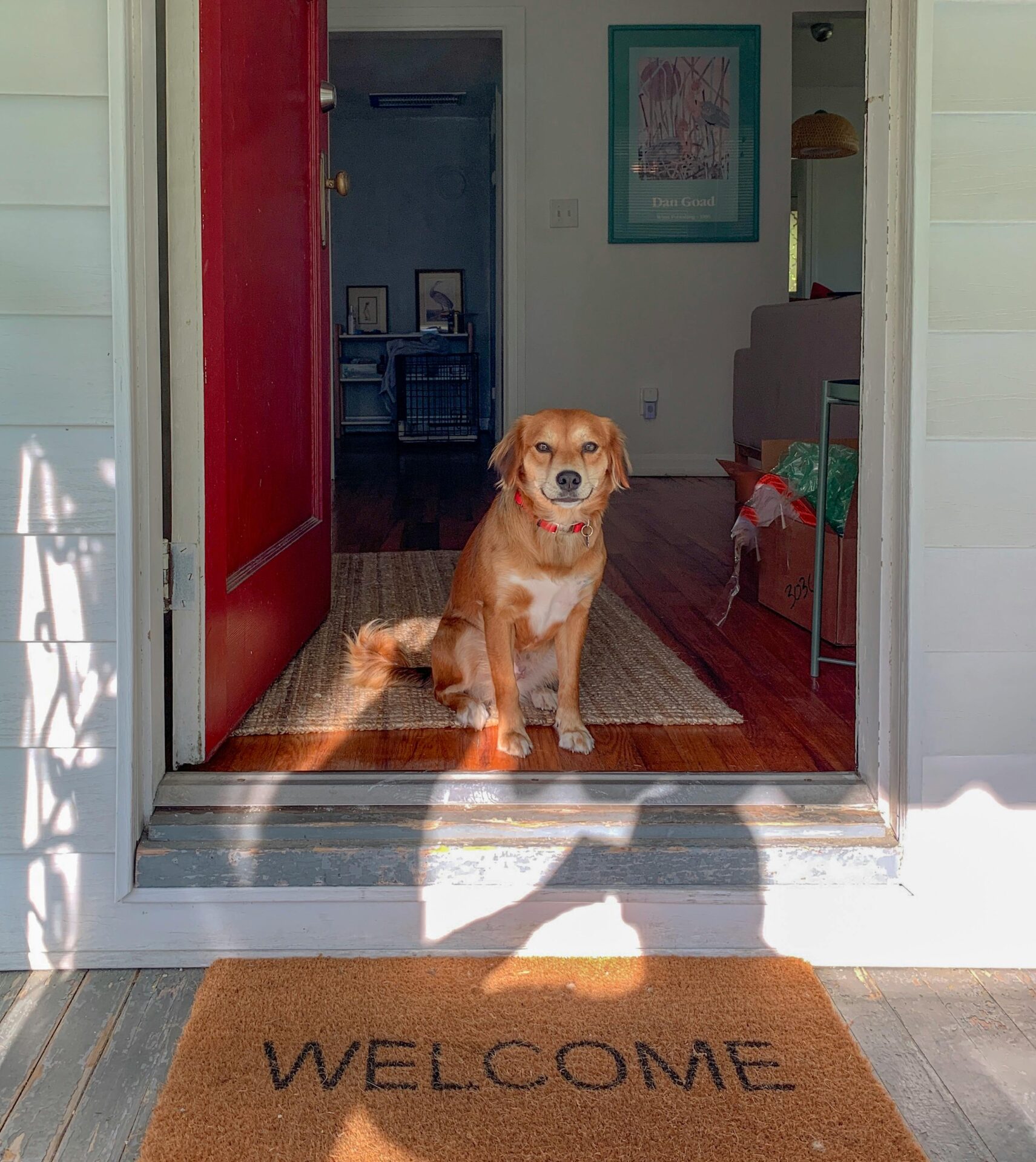 Moving with Pets to McLean, Virginia: Tips for a Smooth Transition
