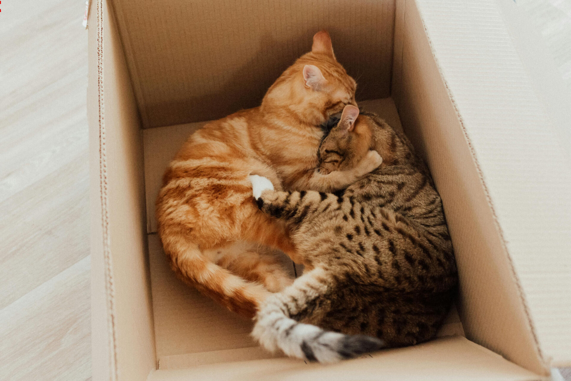 How to Keep Your Pets Safe During a Summer Move